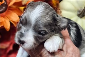 Elliott - puppy for sale