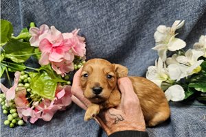 Nova - Malti Poo - Maltipoo for sale