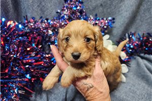Nova - Malti Poo - Maltipoo for sale