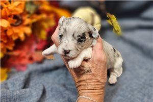 Esteban - puppy for sale