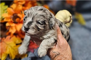 Evander - puppy for sale