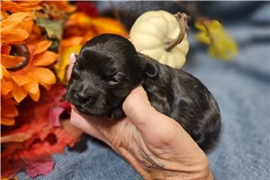 Elias - Malti Poo - Maltipoo for sale