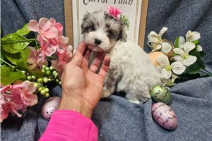 Callie - Malti Poo - Maltipoo for sale