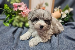 Carson - Malti Poo - Maltipoo for sale
