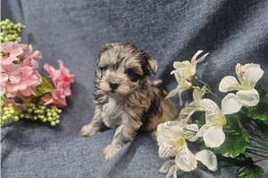 Catalina - Malti Poo - Maltipoo for sale
