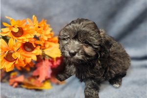 Elias - Malti Poo - Maltipoo for sale