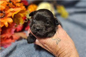 Emily - puppy for sale