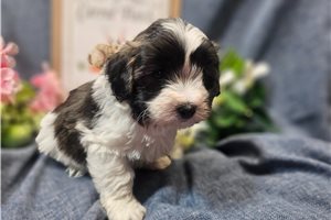 Carlos - Malti Poo - Maltipoo for sale