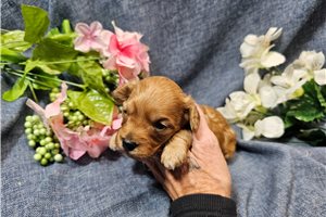 Noah - puppy for sale