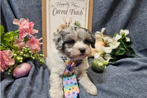 Christian - Malti Poo - Maltipoo for sale
