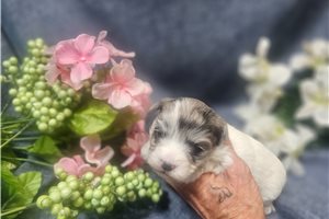 Callie - Malti Poo - Maltipoo for sale