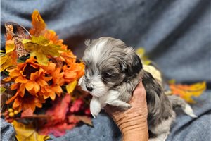 Elliott - Malti Poo - Maltipoo for sale