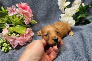 Nolan - puppy for sale