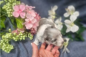 Carson - puppy for sale