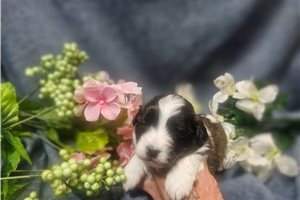 Carlos - puppy for sale