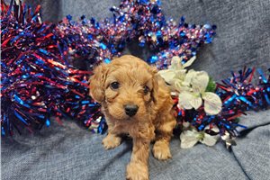 Noah - Malti Poo - Maltipoo for sale