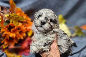 Evander - Malti Poo - Maltipoo for sale
