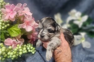 Catalina - puppy for sale