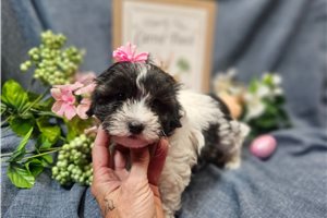 Carlos - Malti Poo - Maltipoo for sale