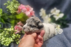 Christian - puppy for sale