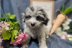 Christian - Malti Poo - Maltipoo for sale