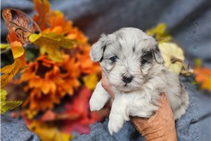 Esteban - puppy for sale