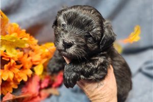 Elias - Malti Poo - Maltipoo for sale