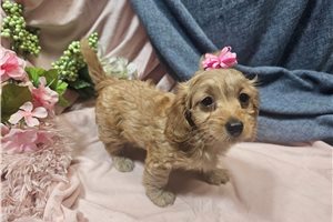 Nova - Malti Poo - Maltipoo for sale