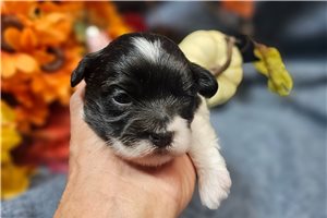 Eliza - puppy for sale