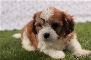 Dargo - puppy for sale