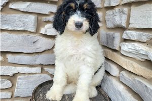 Eaton - Bernedoodle for sale