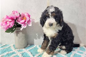 Carrie - Bernedoodle for sale