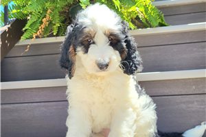 Ruthie - Bernedoodle for sale