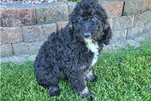 Raya - Bernedoodle for sale