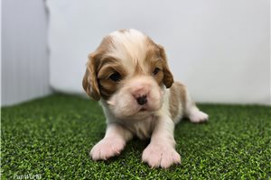 Birdie - puppy for sale