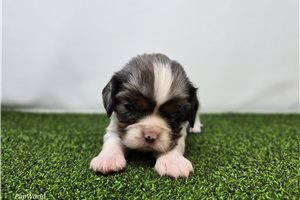 Lacey - Cavalier King Charles Spaniel for sale