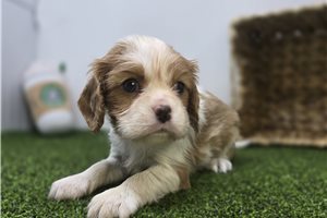 Birdie - Cavalier King Charles Spaniel for sale