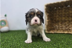 Lacey - Cavalier King Charles Spaniel for sale
