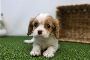 Birdie - Cavalier King Charles Spaniel for sale
