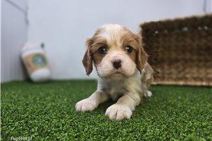 Birdie - Cavalier King Charles Spaniel for sale
