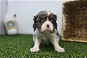 Lacey - Cavalier King Charles Spaniel for sale