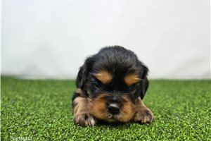 Ryder - Cavalier King Charles Spaniel for sale