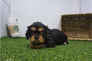 Ryder - Cavalier King Charles Spaniel for sale