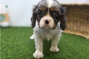 Lacey - Cavalier King Charles Spaniel for sale