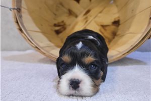 Cynthia - puppy for sale