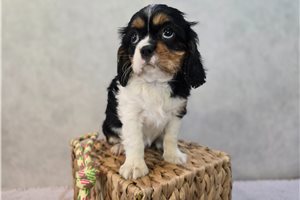 Cora - puppy for sale