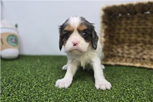 Pebble - Cavalier King Charles Spaniel for sale