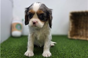 Pebble - Cavalier King Charles Spaniel for sale