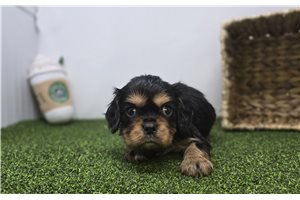 Ryder - Cavalier King Charles Spaniel for sale