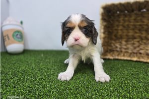 Pebble - Cavalier King Charles Spaniel for sale